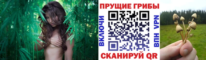 OMG ссылки  продажа наркотиков  Муравленко  Галлюциногенные грибы мухоморы 